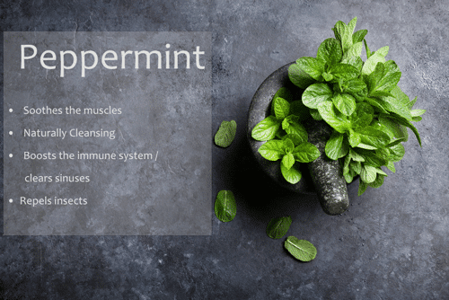 Peppermint Uses Peppermint Uses
