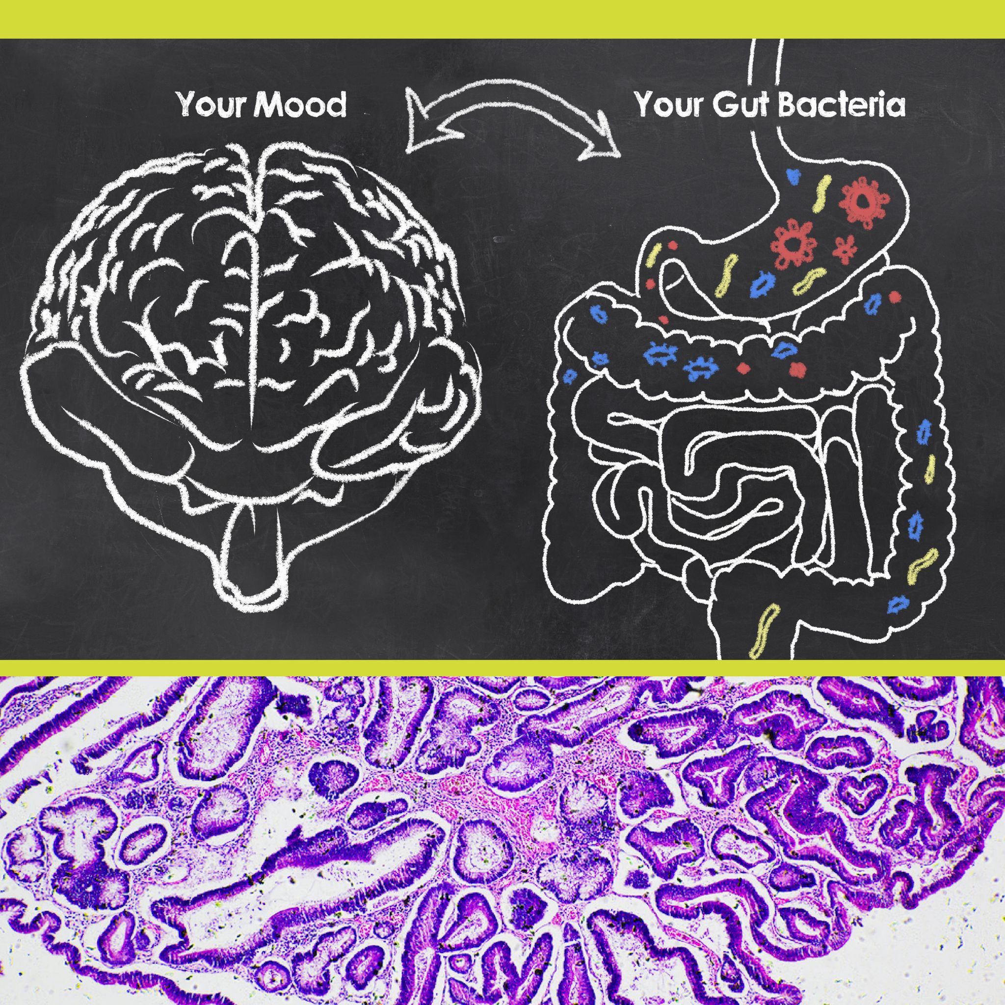 Drawing of the brain and digestive system