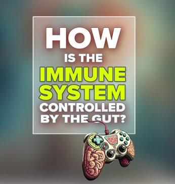 How is the immune system controlled by the gut?