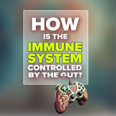 How is the immune system controlled by the gut?