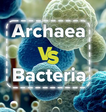 Archae vs Bacteria