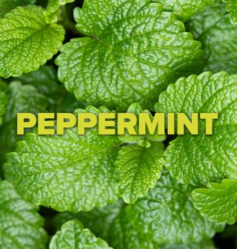 peppermint